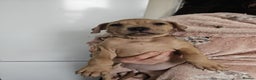 Mixed Breed dogs for sale: Bullmastiff cross pocket bully - Advert 9