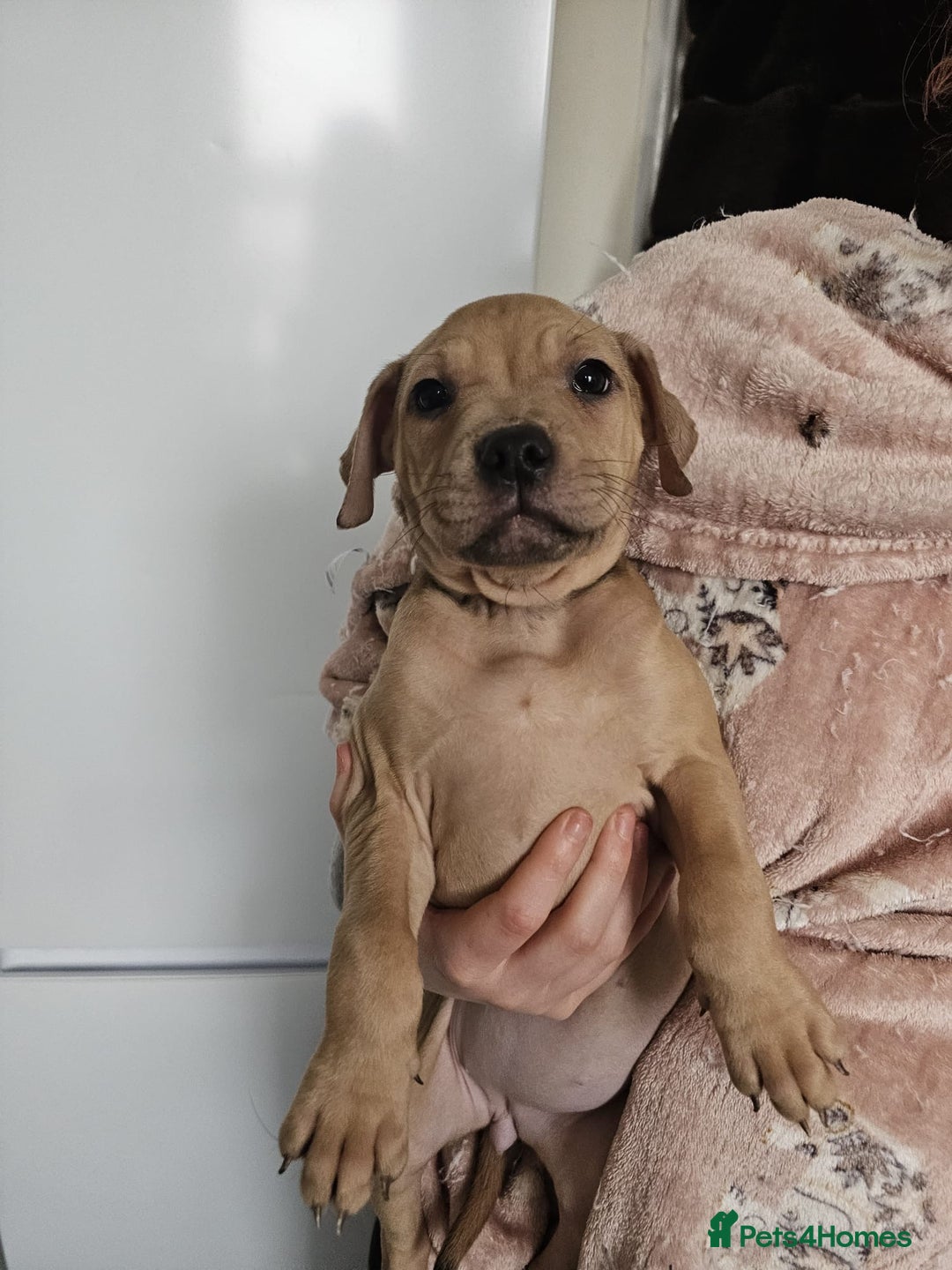 Mixed Breed dogs for sale: Bullmastiff cross pocket bully - Advert 9