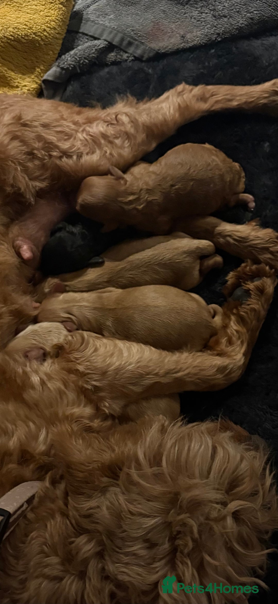 Cavapoo dogs for sale: Stunning Litter of F1B Cavapoo Puppies - Image 12