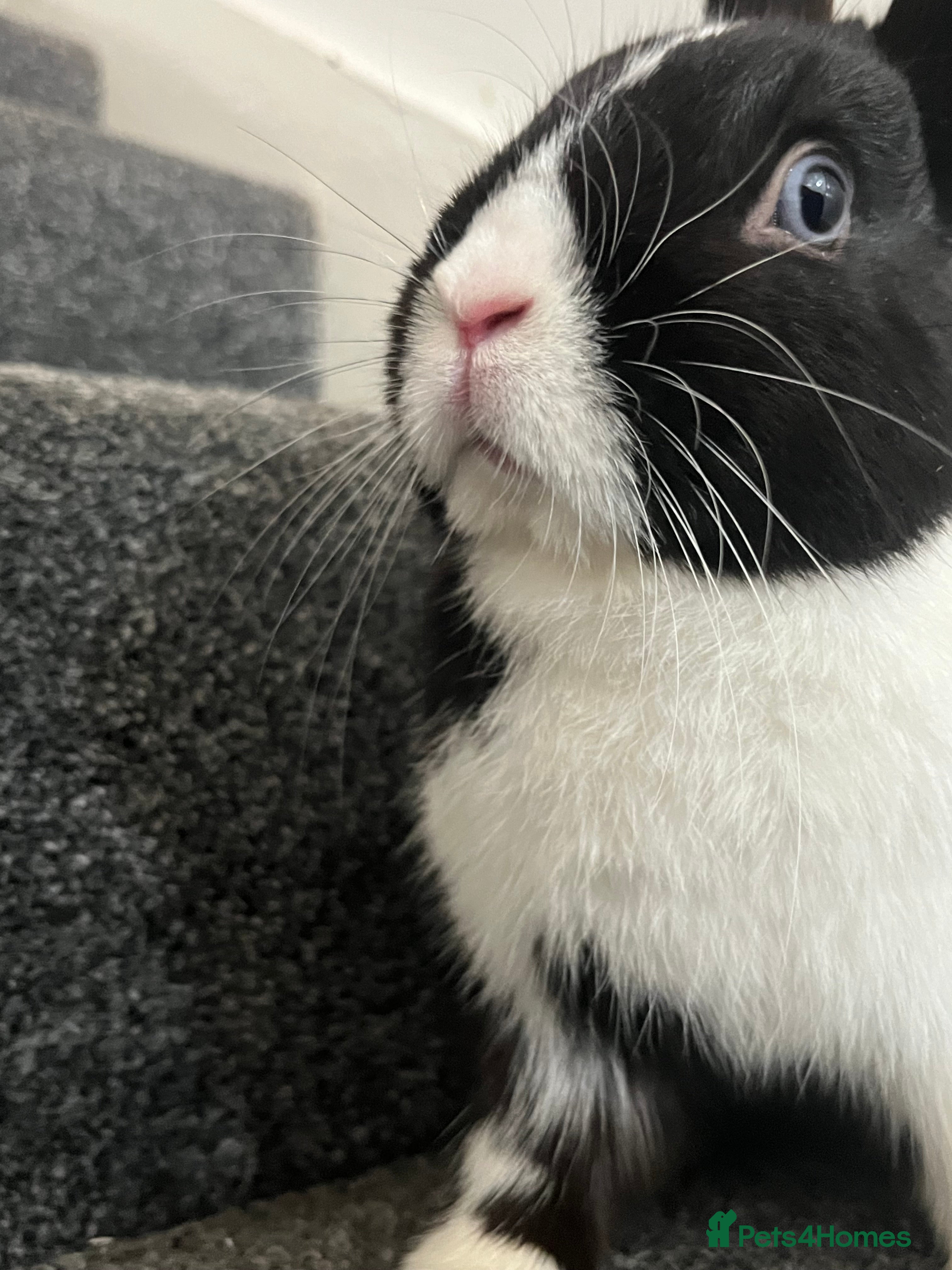 Mixed Breed rabbits Rabbit bond for sale - Advert 1