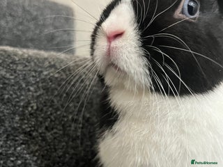 Mixed Breed rabbits Rabbit bond for sale - Advert 1