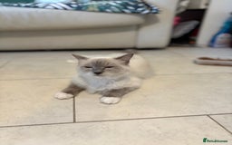Ragdoll cats for sale: Rarest colour pedigree Ragdoll kittens - Image 9