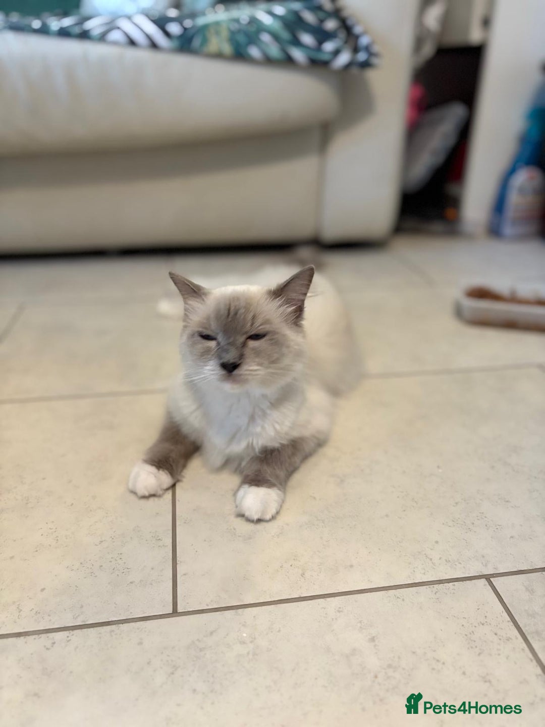 Ragdoll cats for sale: Rarest colour pedigree Ragdoll kittens - Image 9