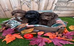 Cockapoo dogs for sale: F1b female Cockapoo puppy  - Image 8