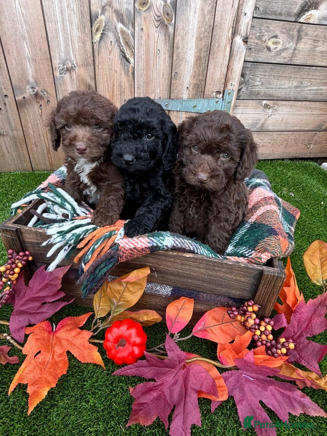 Cockapoo dogs for sale: F1b female Cockapoo puppy  - Image 8