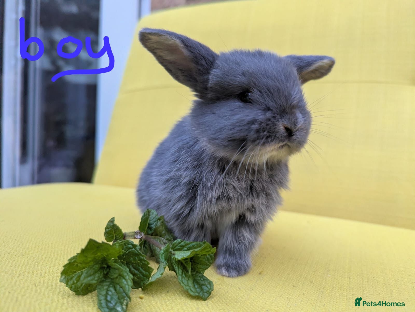 French Lop rabbits Beautiful French lop/Mini lop - Advert 1