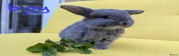 French Lop rabbits for sale: Beautiful French lop/Mini lop - Advert 5