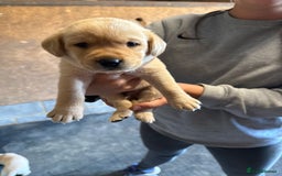 Labrador Retriever dogs for sale: Beautiful Red/Champagne Labrador puppies for sale. - Image 7