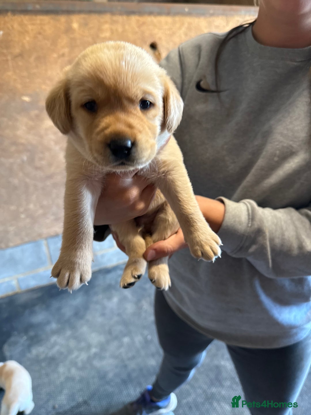 Labrador Retriever dogs for sale: Beautiful Red/Champagne Labrador puppies for sale. - Image 7