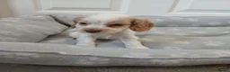 Cocker Spaniel dogs for sale: Kc registered show type spaniels  in Wickford - Advert 13