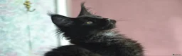 Maine Coon cats for sale: Tica registered Maine Coon Black Boy  - Advert 6