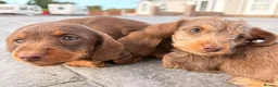 Miniature Dachshund dogs for sale: 1 boy 3 girls  - Advert 11