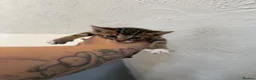 Bengal cats for sale: Bengal cross kittens - Advert 7