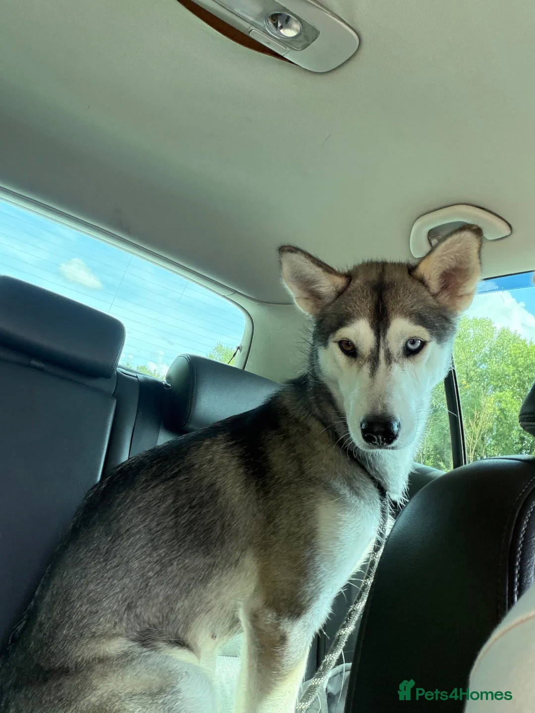 Siberian Husky dogs for sale: 19 month old Siberian husky  - Advert 5