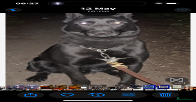 Belgian Shepherd Dog dogs Dutch herders - Advert 7