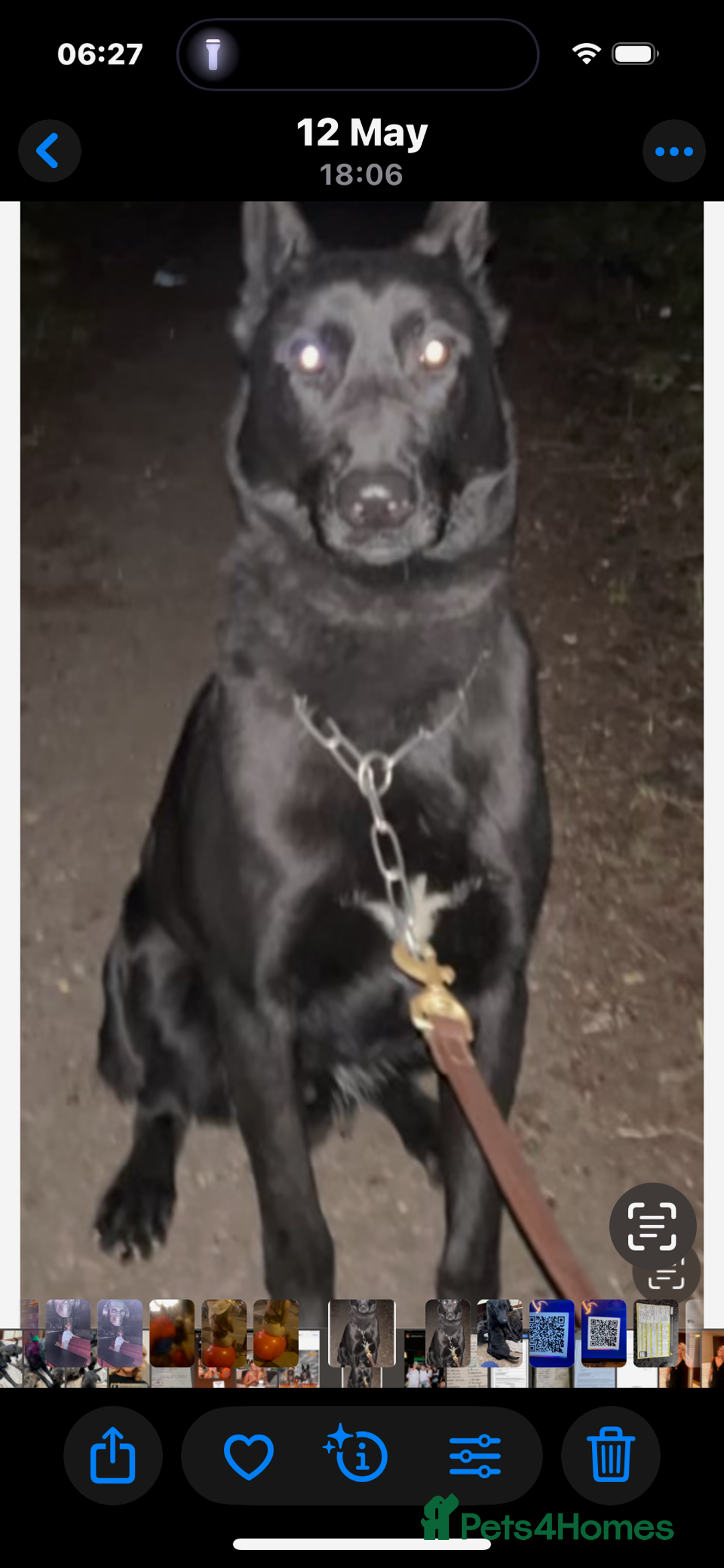 Belgian Shepherd Dog dogs for sale: Dutch herders - Advert 1