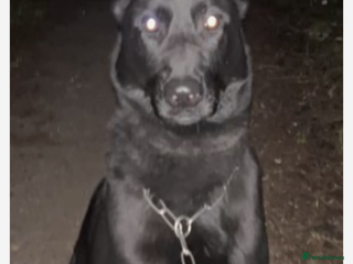 Belgian Shepherd Dog dogs Dutch herders - Advert 3