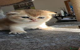 Scottish Fold cats for sale: 🐾Golden Teddy Bears – Ready for Reservation - Image 17