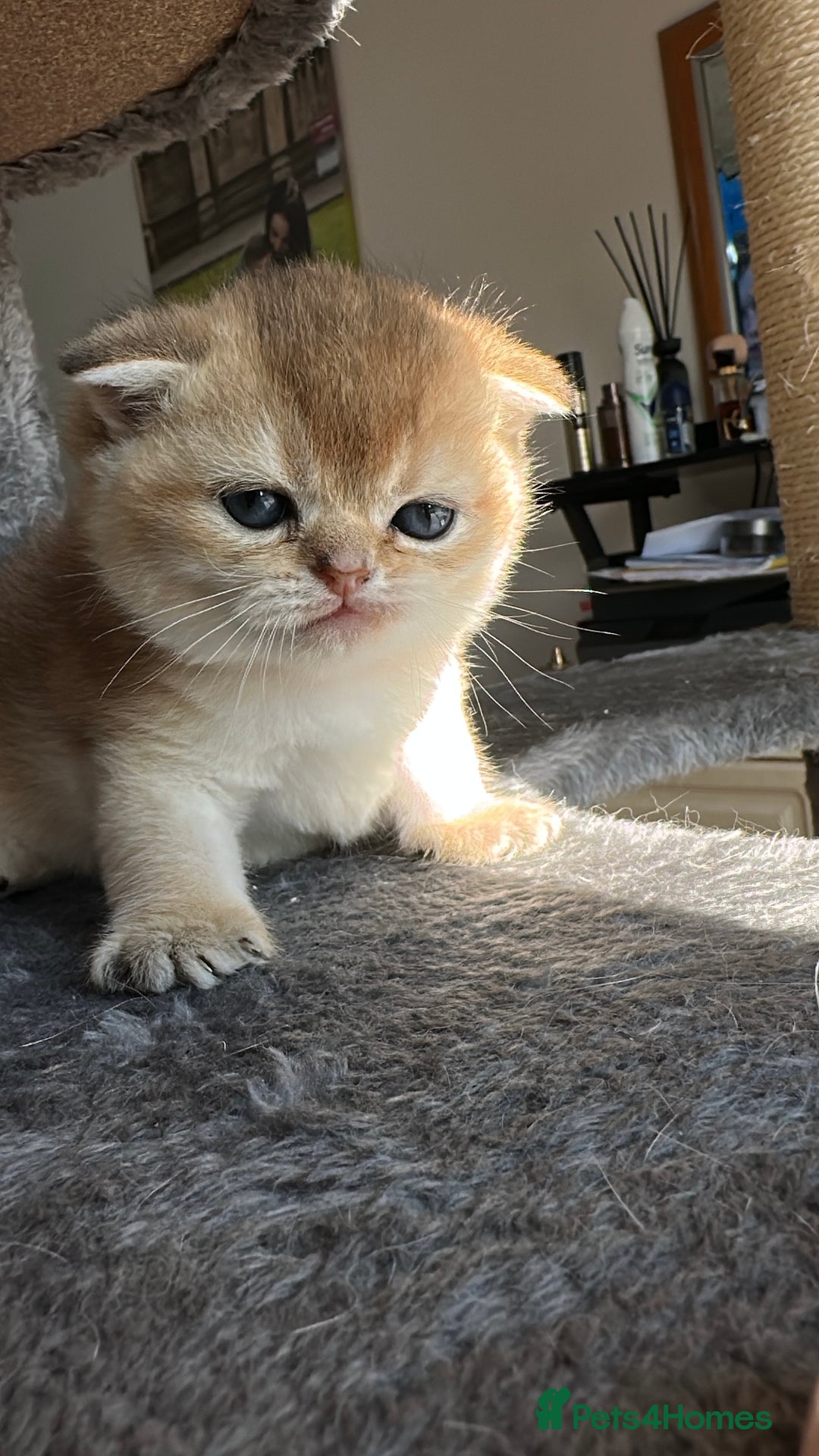 Scottish Fold cats for sale: 🐾Golden Teddy Bears – Ready for Reservation - Image 17