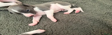 Whippet 8