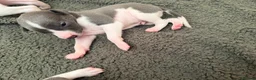 Whippet dogs for sale: litter of 8 pups 5x boys 3x bitches  - Advert 6