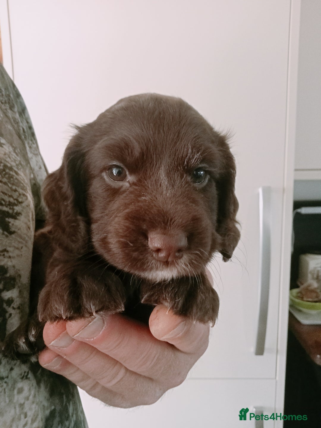 Cocker Spaniel dogs for sale: Working cocker spaniel puppies  - Image 3