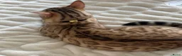 Bengal cats for sale: Glitter Snow Mink Boy - Advert 2