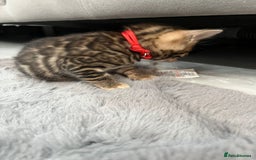 Bengal cats for sale: 💕 Adorable Rosetted bengal Kittens 💕 - Image 17
