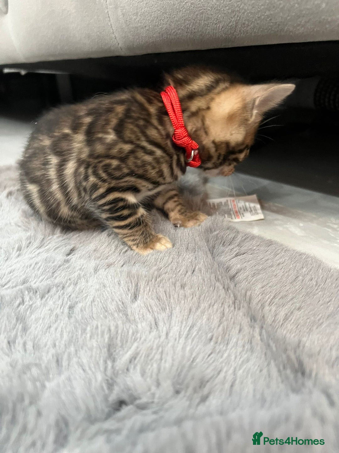 Bengal cats for sale: 💕 Adorable Rosetted bengal Kittens 💕 - Image 17
