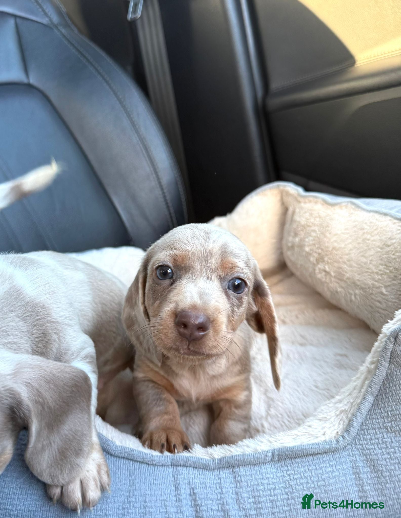 Miniature Dachshund dogs Miniature dachshund long&short isabella dapple - Advert 2