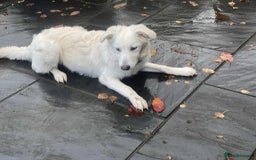 Mixed Breed dogs for adoption: Adorable Abbie is still Looking for Love 🐾 - Image 15