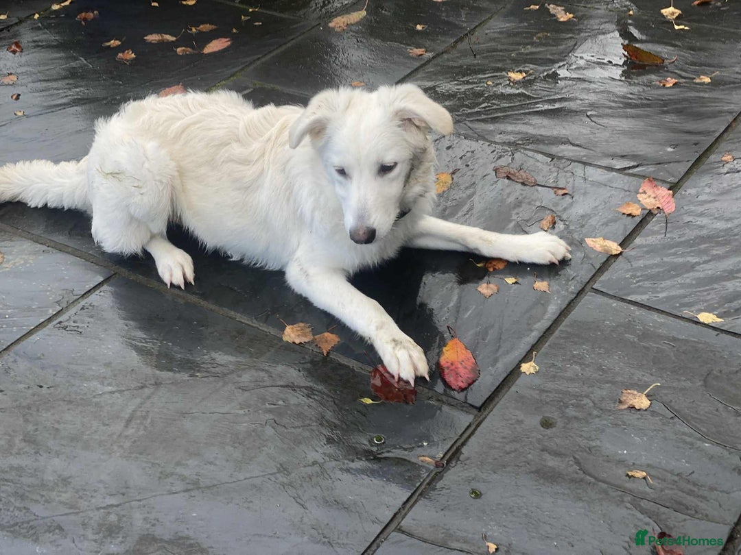 Mixed Breed dogs for adoption: Adorable Abbie is still Looking for Love 🐾 - Image 15