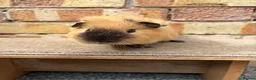 Guinea Pig rodents for sale: Young male guinea pigs ready now - Advert 1