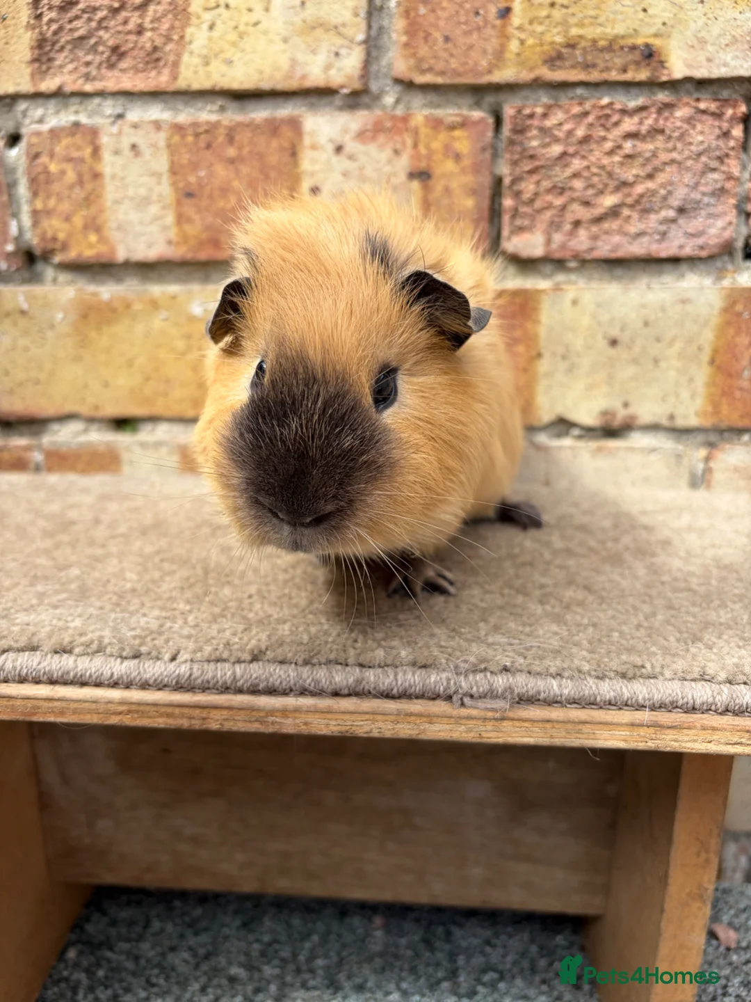 Guinea Pig rodents for sale: Young male guinea pigs ready now - Advert 1