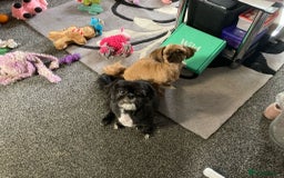 Shih Tzu dogs for sale: Sweet natured miniature female Shitzu  - Advert 6