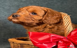 Cavapoo dogs for sale: F1B Cavapoo health tested boutique breeder - Image 4
