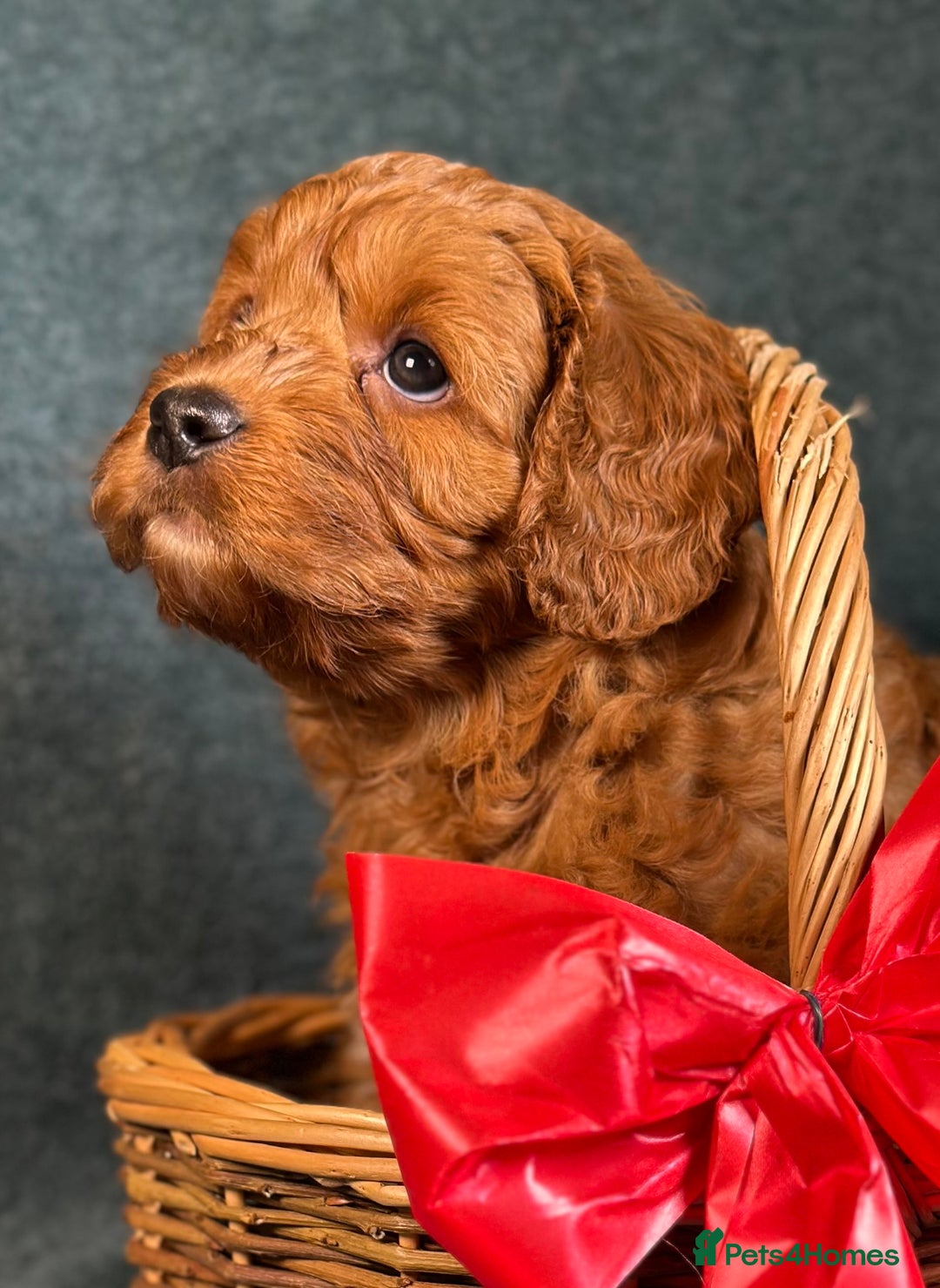 Cavapoo dogs for sale: F1B Cavapoo health tested boutique breeder - Image 4