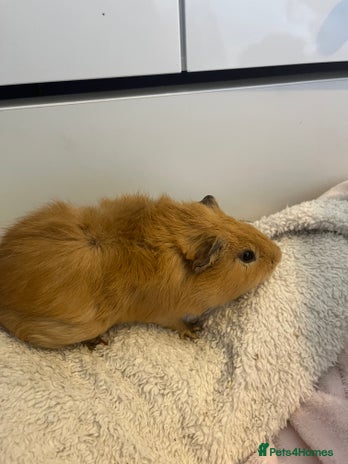 Guinea Pig rodents - Advert 4