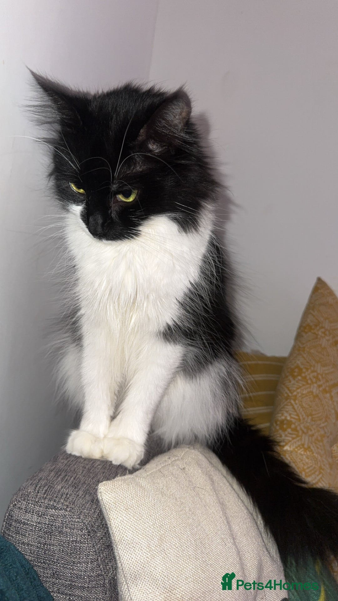 Mixed Breed cats for sale: Beautiful Kittens Looking for Their Forever Homes✨ - Advert 2