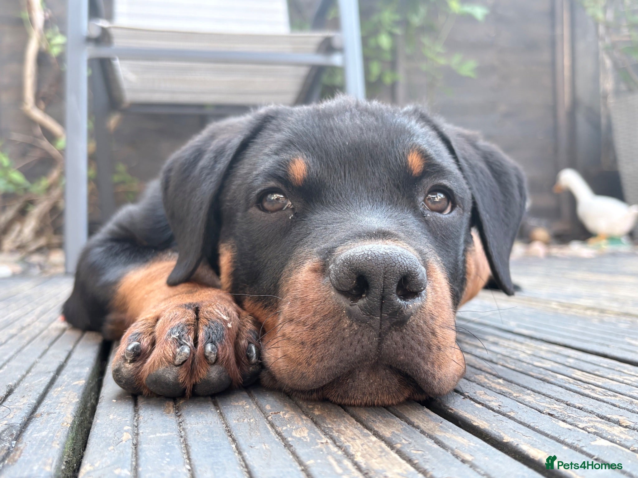 Rottweiler dogs Male Rottweiler READY TO GO  - Advert 4