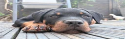 Rottweiler dogs for sale: Male Rottweiler READY TO GO  - Advert 1