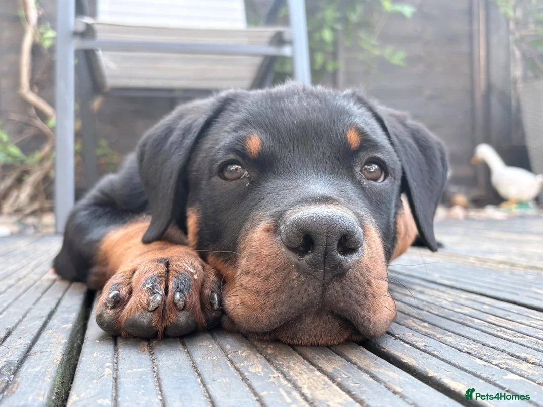 Rottweiler dogs for sale: Male Rottweiler READY TO GO  - Advert 1