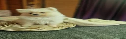 Pomeranian dogs for sale: Beautiful snow white Pomeranian puppy's  in Warrington - Advert 16