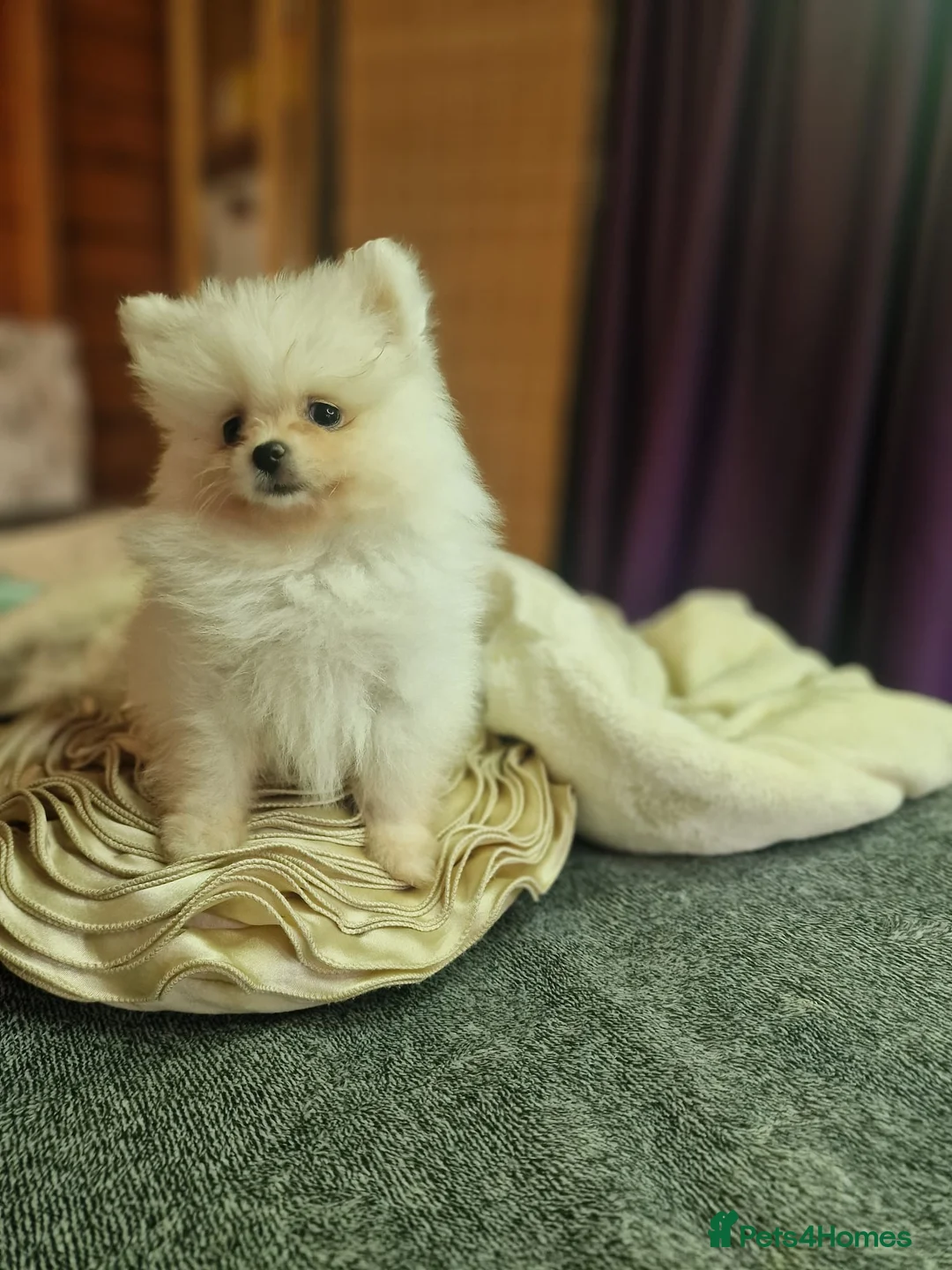 Pomeranian dogs for sale: Beautiful snow white Pomeranian puppy's  in Warrington - Advert 16