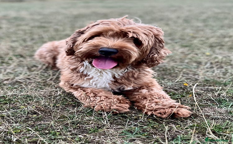Goldendoodle dogs in Bedford - Advert 1