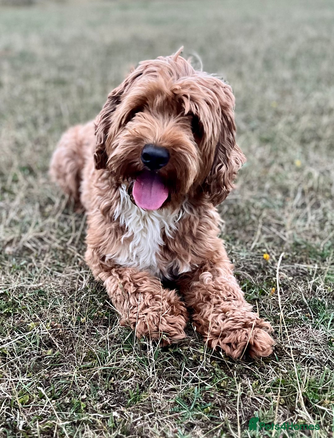 Goldendoodle dogs for stud: Rutlands Lil Cookie Cutter from Australia health T in Bedford - Image 1