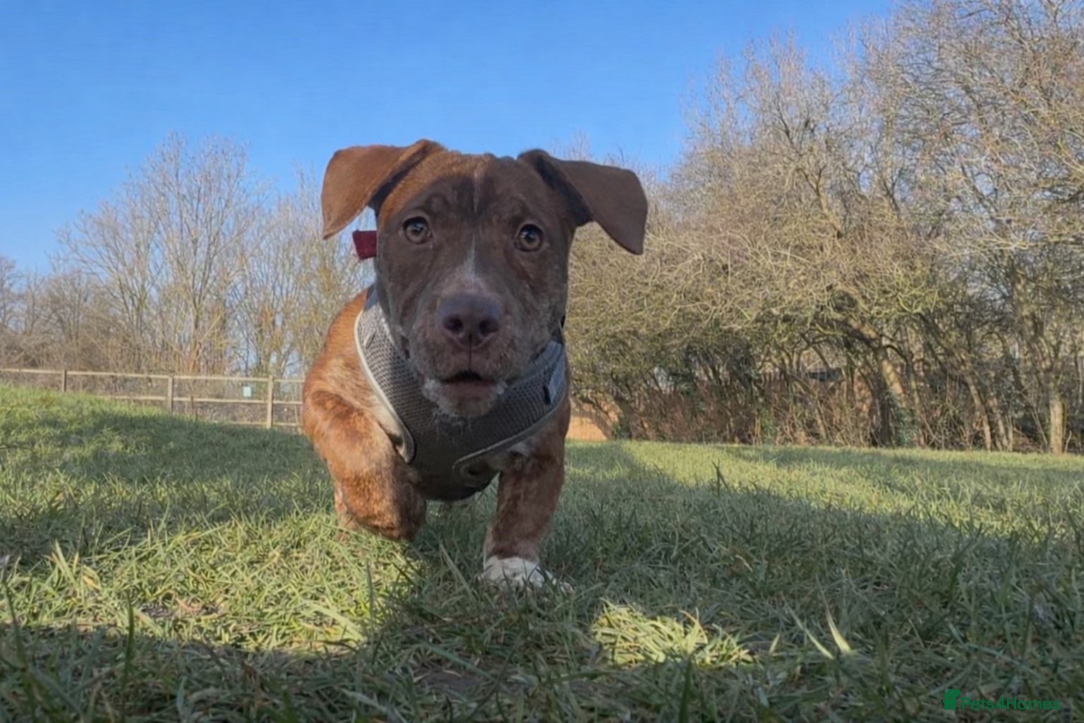 Mixed Breed dogs Puppy 5 months old - Advert 12