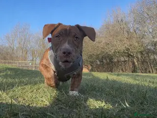 Mixed Breed dogs Puppy 5 months old - Advert 1