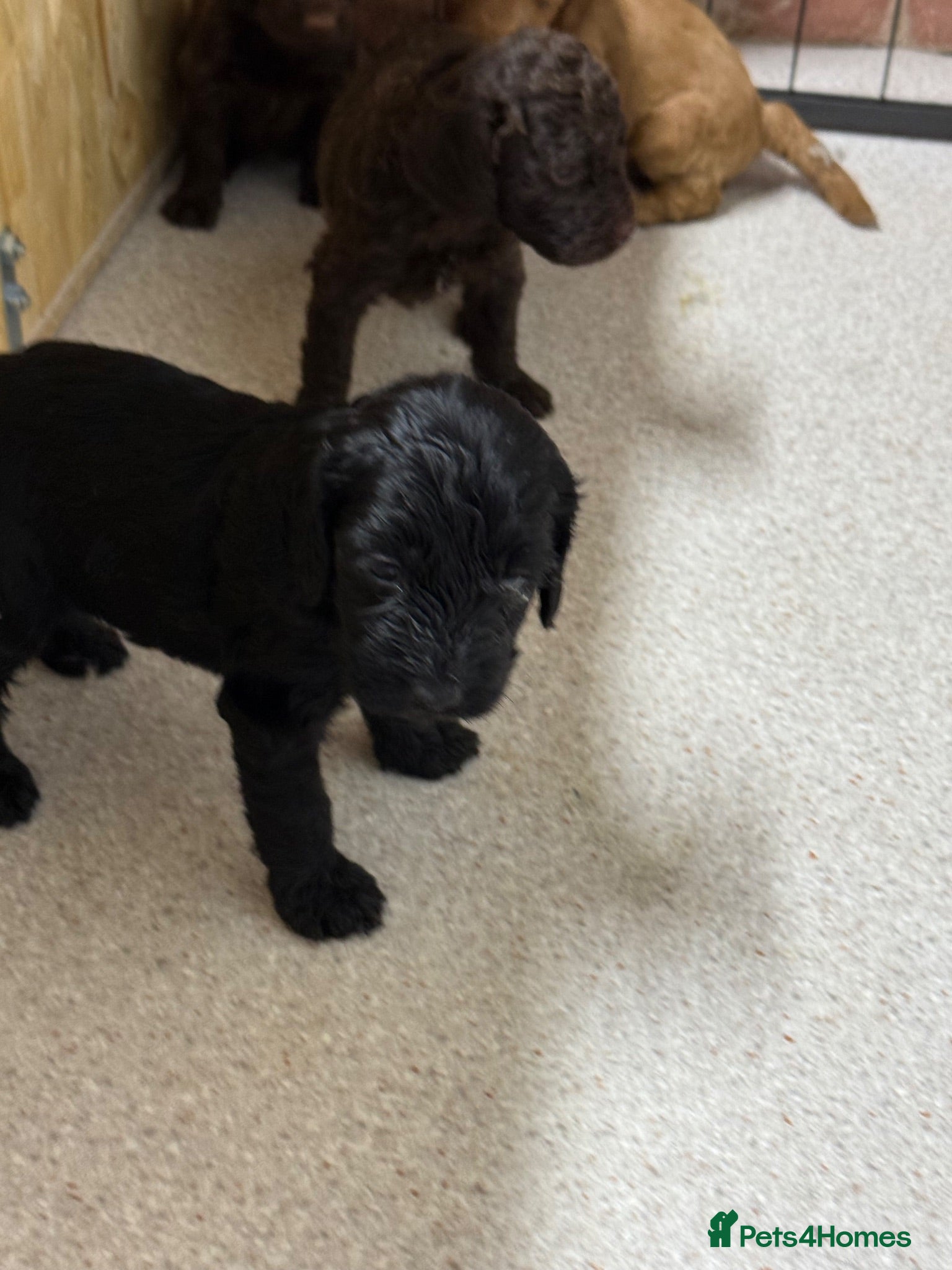 Cockapoo dogs Stunning Cockapoo Puppies - 4 Puppies Left  - Advert 2
