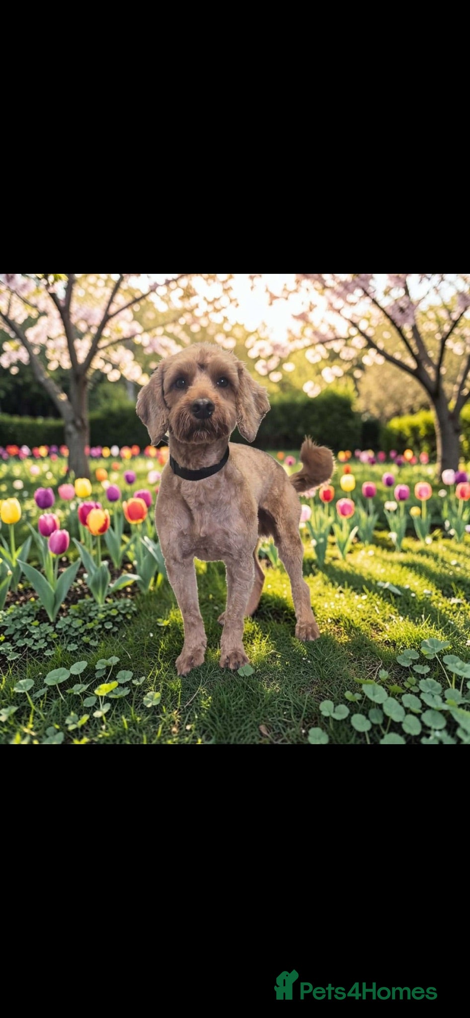 Cockapoo dogs Male Cockerpoo  - Advert 3